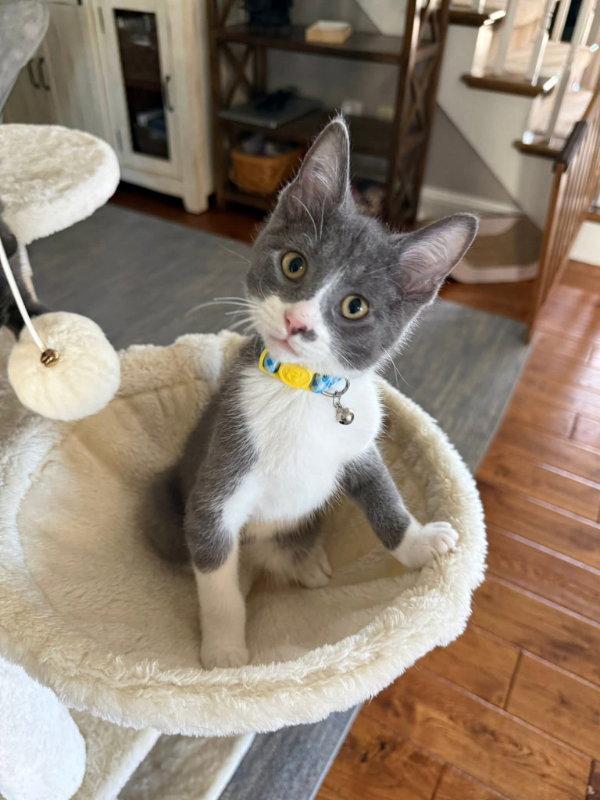 Enlarge River, a Adopted Domestic Short Hair in Knoxville, TN image 3/3