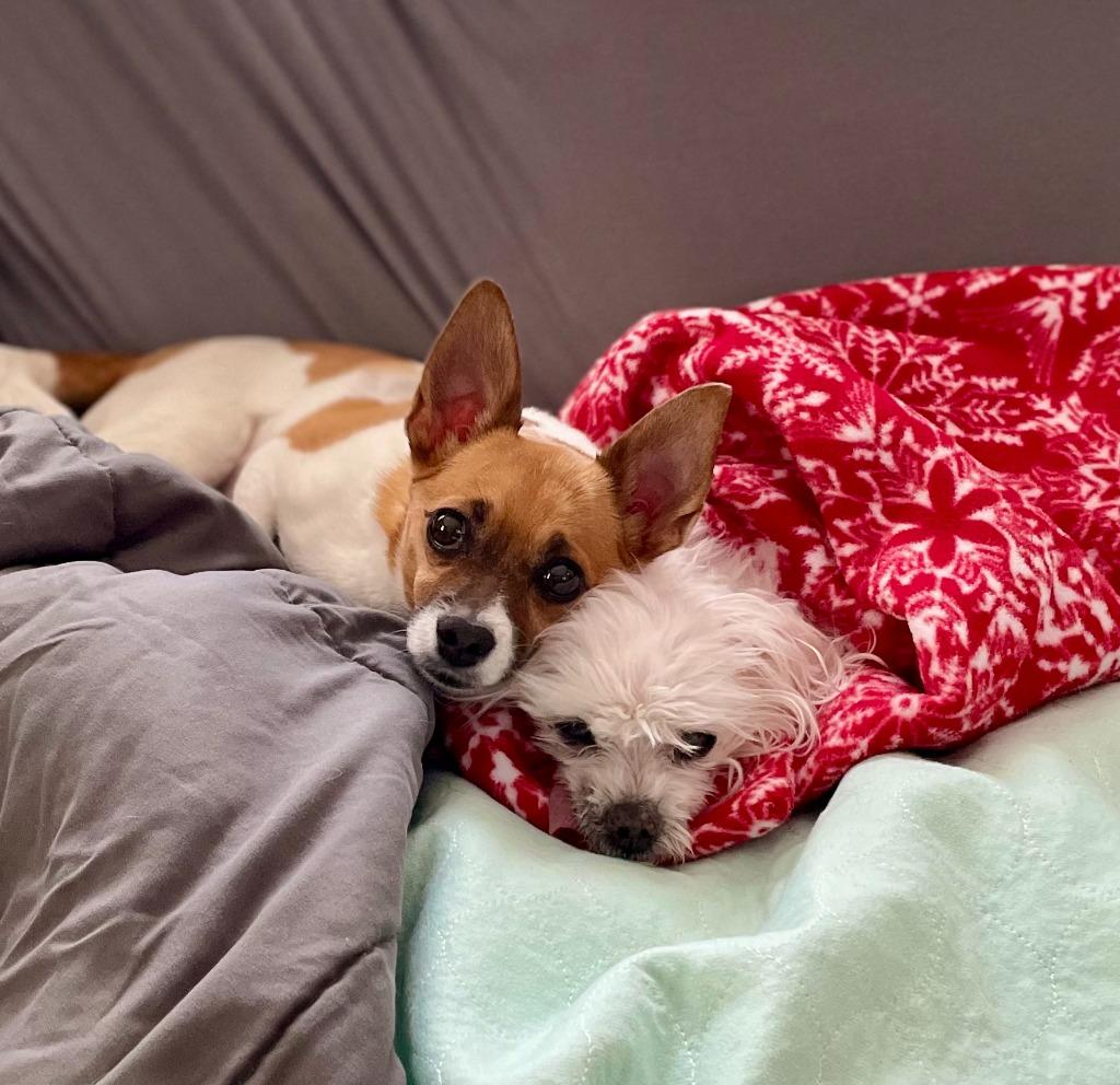 Cleo, Adoptable, Adult Female Chihuahua & Pug.