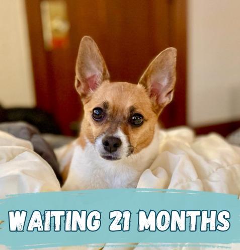 Cleo, Adoptable, Adult Female Chihuahua & Pug.