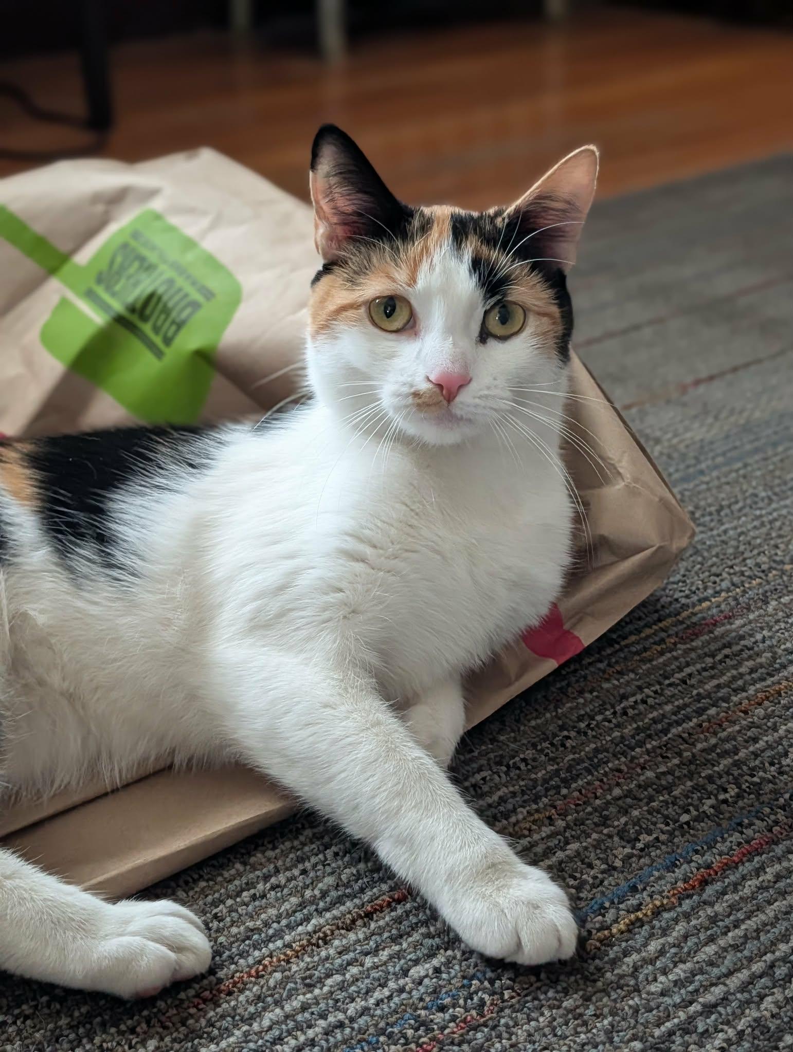 Marisol, ADOPTABLE, Young Female Domestic Short Hair.