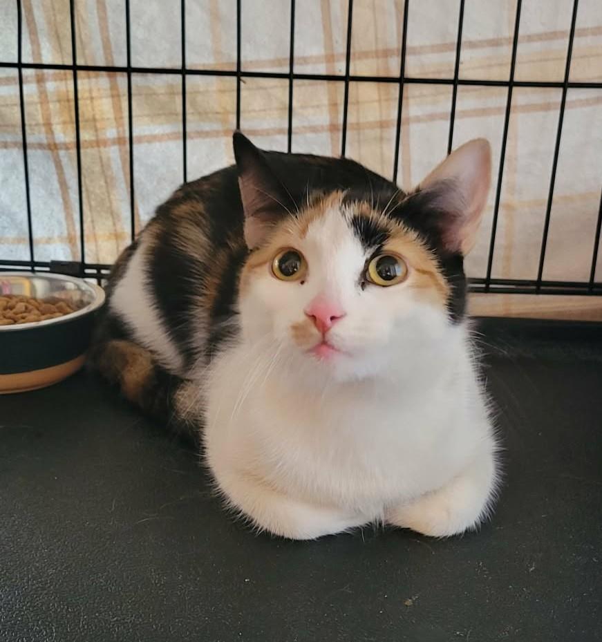 Enlarge Marisol, a ADOPTABLE Domestic Short Hair in Roslindale, MA image 2/4