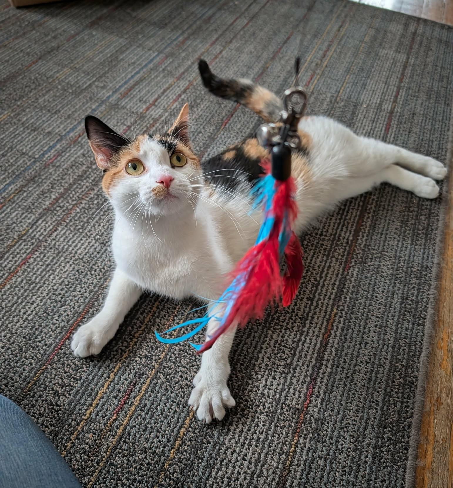 Enlarge Marisol, a ADOPTABLE Domestic Short Hair in Roslindale, MA image 4/4