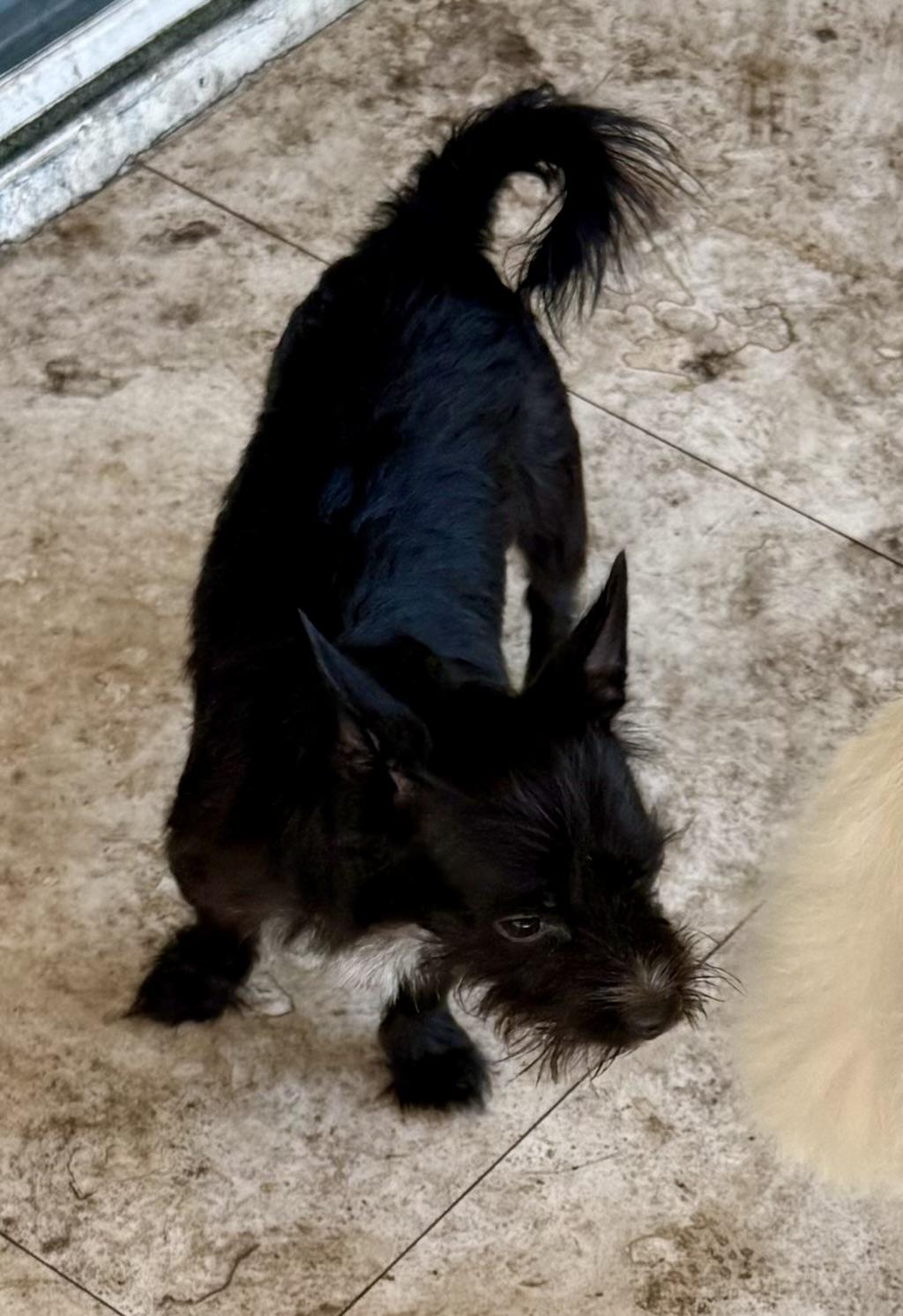Enlarge Hypoallergenic Carin Terrier Boy Pup Sonic, a ADOPTABLE Cairn Terrier in Boca Raton, FL image 4/6