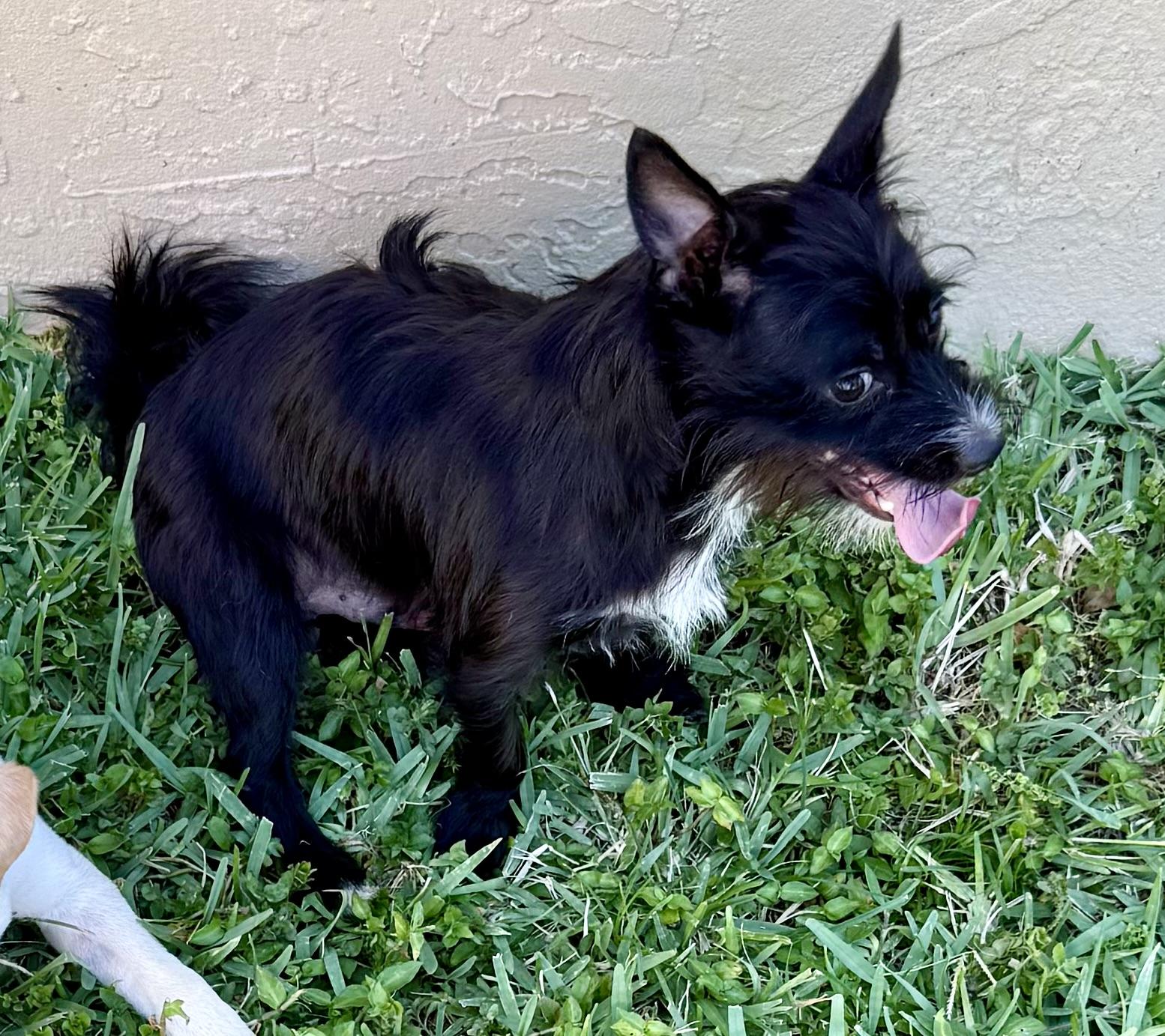 Enlarge Hypoallergenic Carin Terrier Boy Pup Sonic, a ADOPTABLE Cairn Terrier in Boca Raton, FL image 2/6