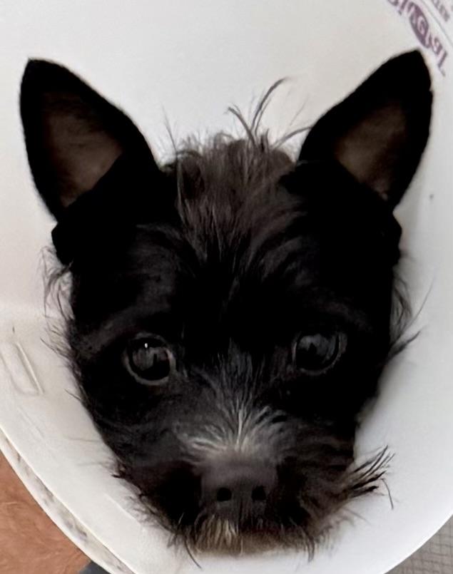 Enlarge Hypoallergenic Carin Terrier Boy Pup Sonic, a ADOPTABLE Cairn Terrier in Boca Raton, FL image 3/6