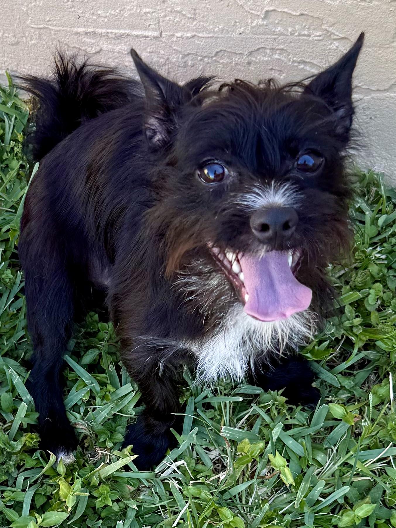 Hypoallergenic Carin Terrier Boy Pup Sonic, ADOPTABLE, Puppy Male Cairn Terrier.