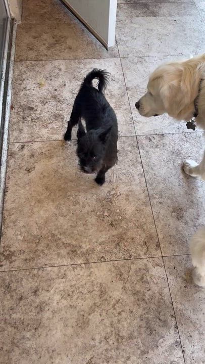 Enlarge Hypoallergenic Carin Terrier Boy Pup Sonic, a ADOPTABLE Cairn Terrier in Boca Raton, FL video 5/6