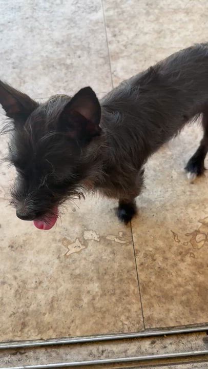 Enlarge Hypoallergenic Carin Terrier Boy Pup Sonic, a ADOPTABLE Cairn Terrier in Boca Raton, FL video 6/6