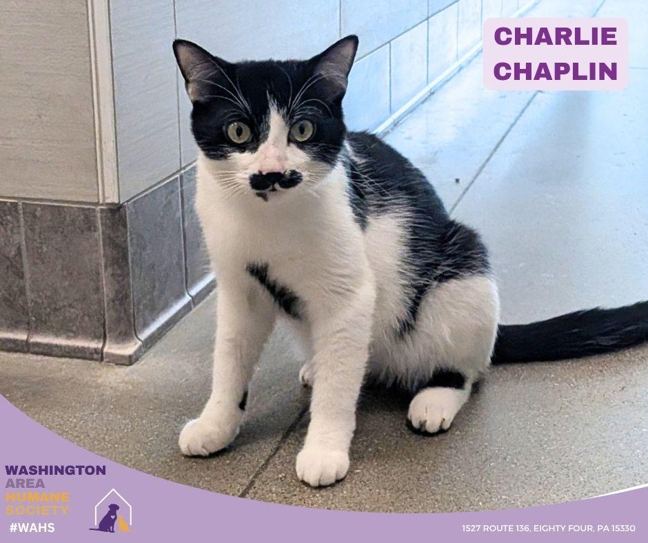 Charlie Chaplin, adoptable, Kitten Male Domestic Short Hair.