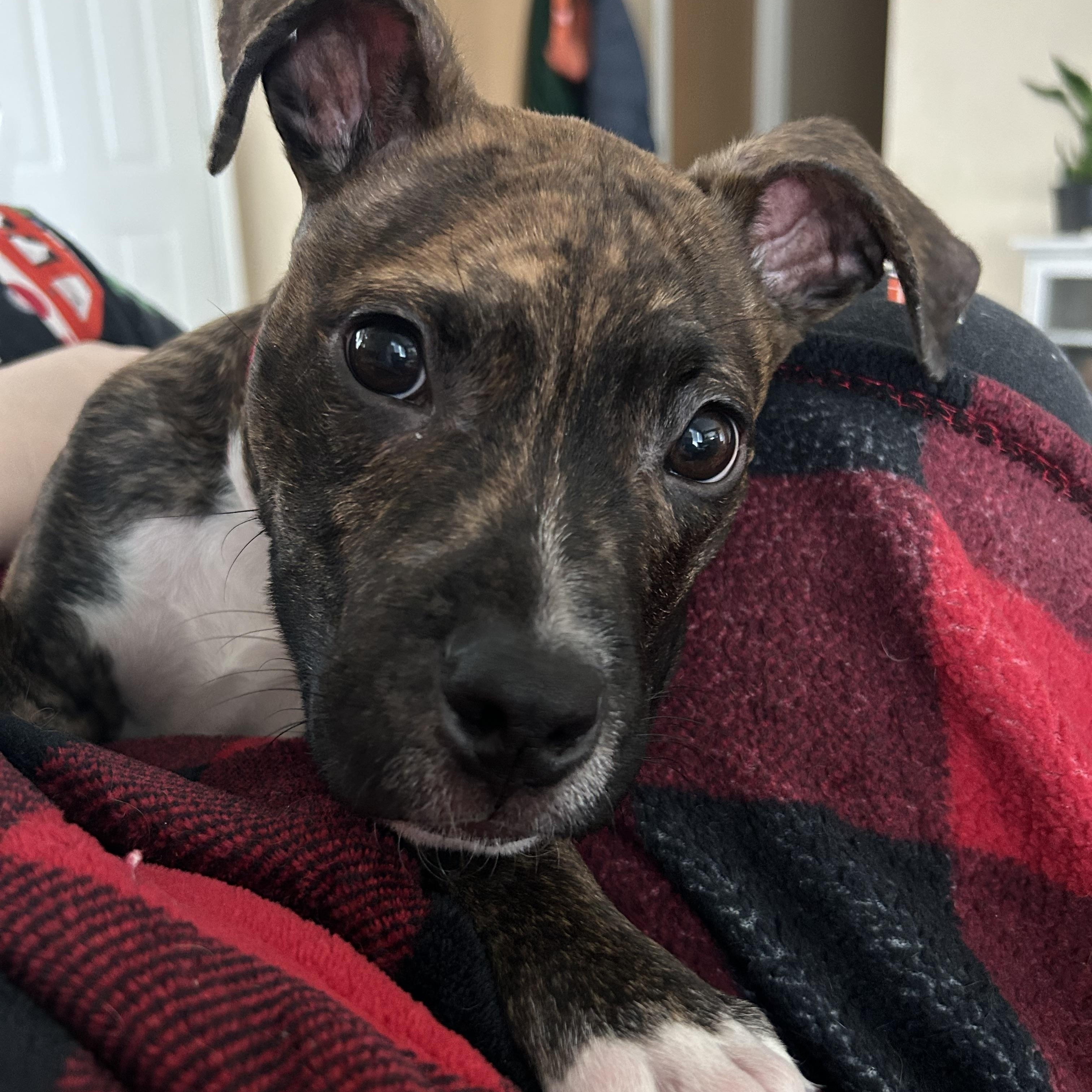 Figgy, ADOPTABLE, Puppy Male American Staffordshire Terrier & Pit Bull Terrier.