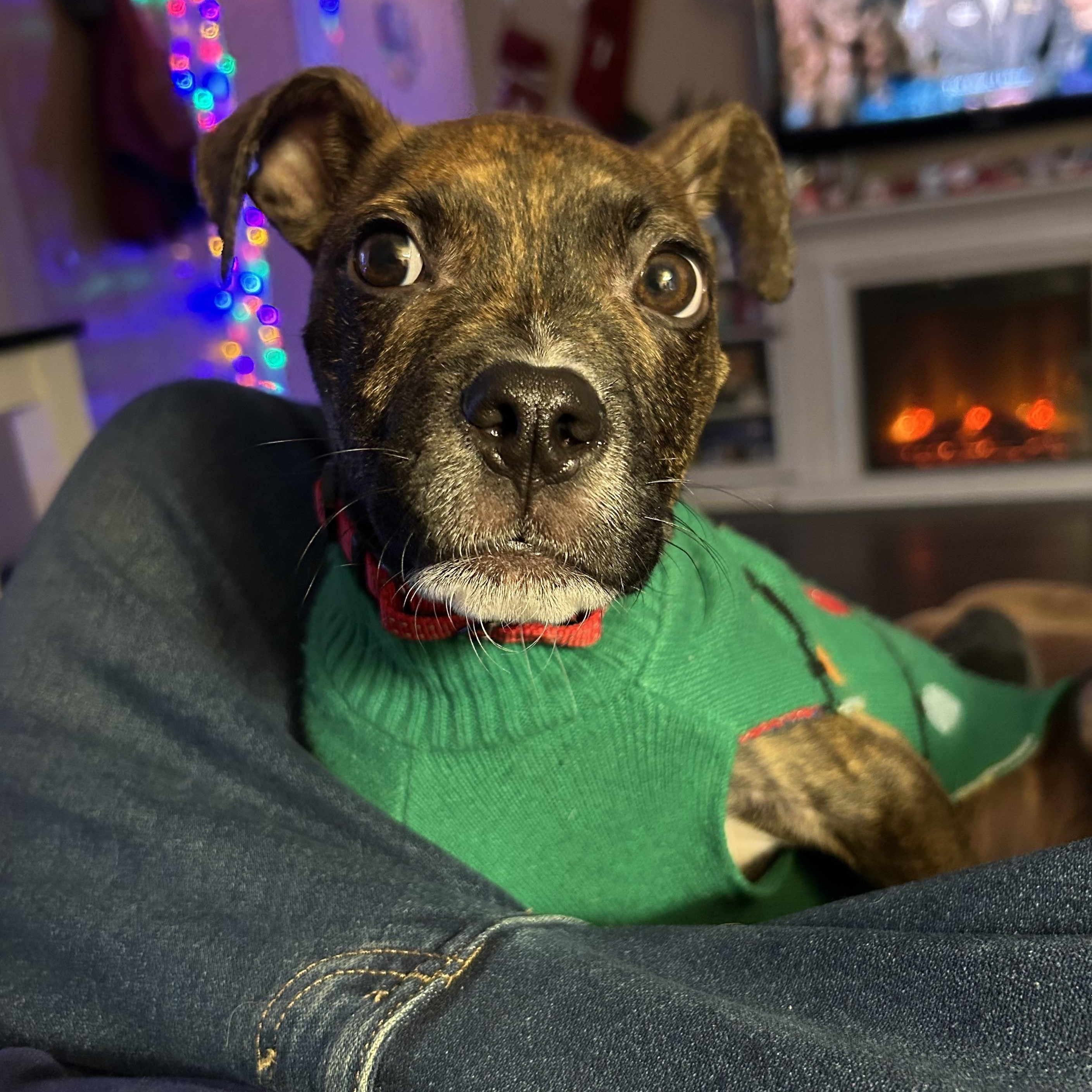 Enlarge Figgy, a ADOPTABLE mixed breed in Warrenville, IL image 5/6