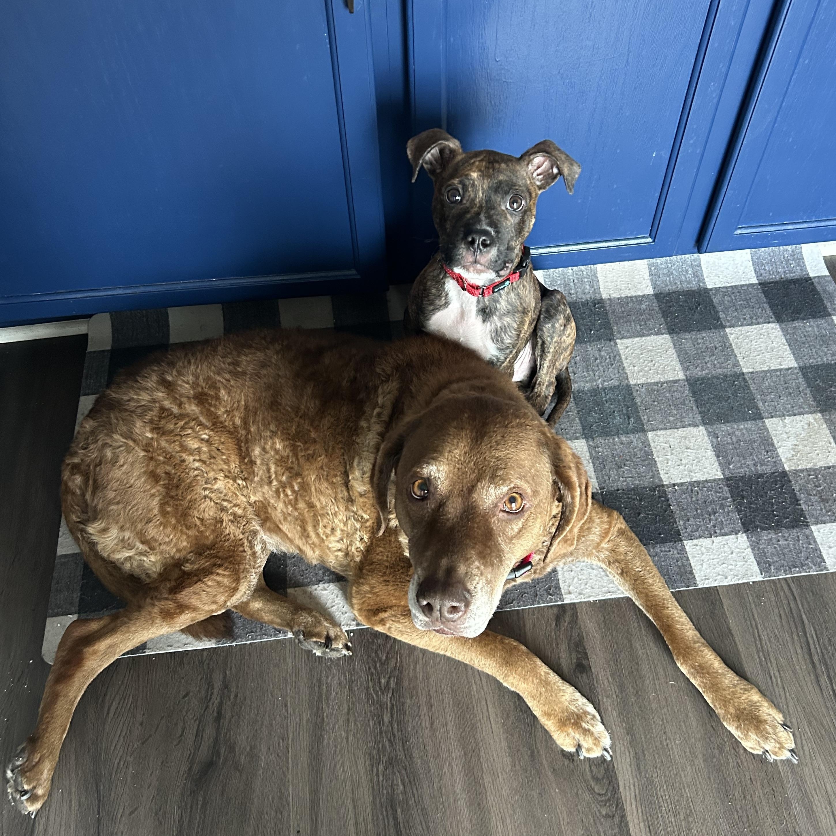 Enlarge Figgy, a ADOPTABLE mixed breed in Warrenville, IL image 3/6