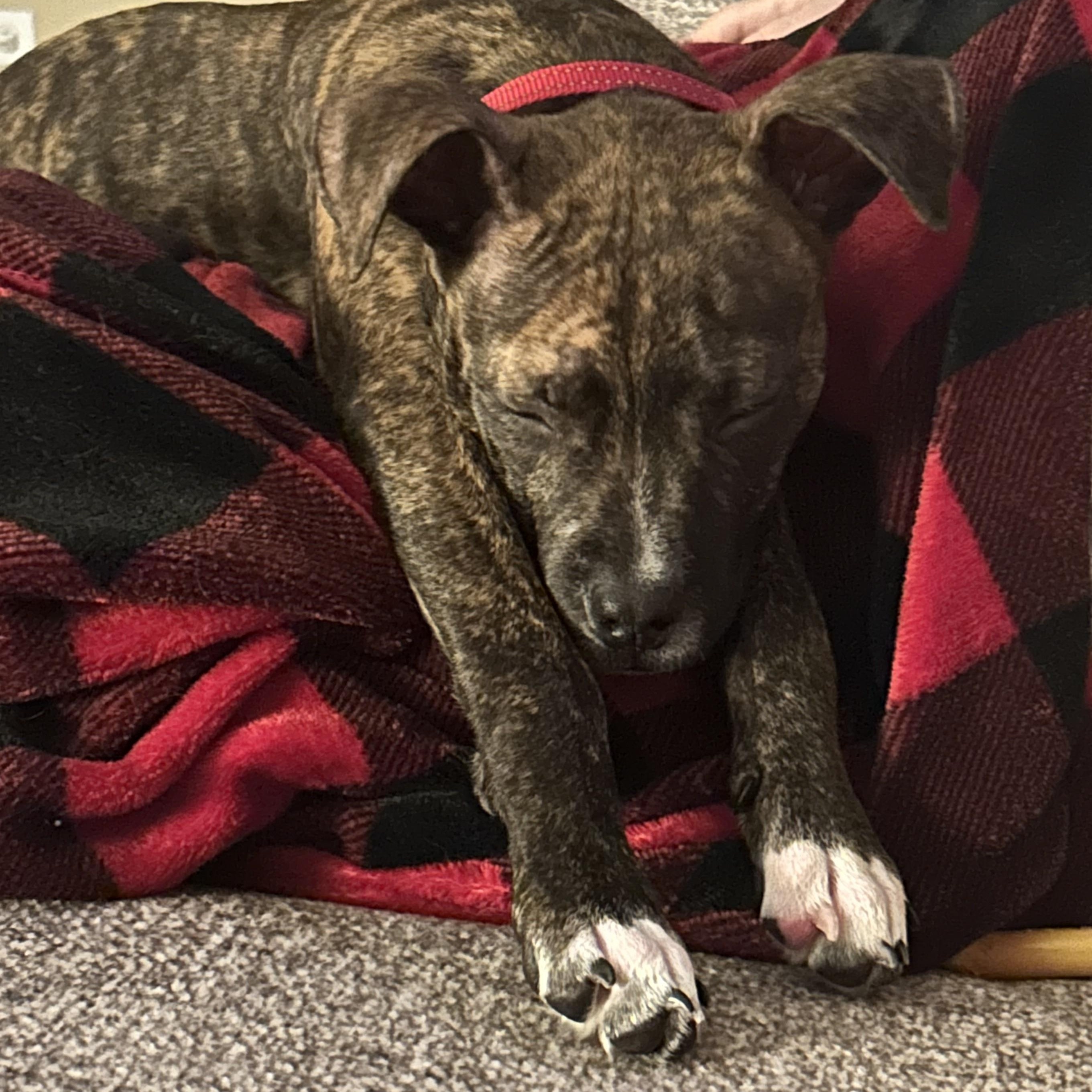 Enlarge Figgy, a ADOPTABLE mixed breed in Warrenville, IL image 4/6