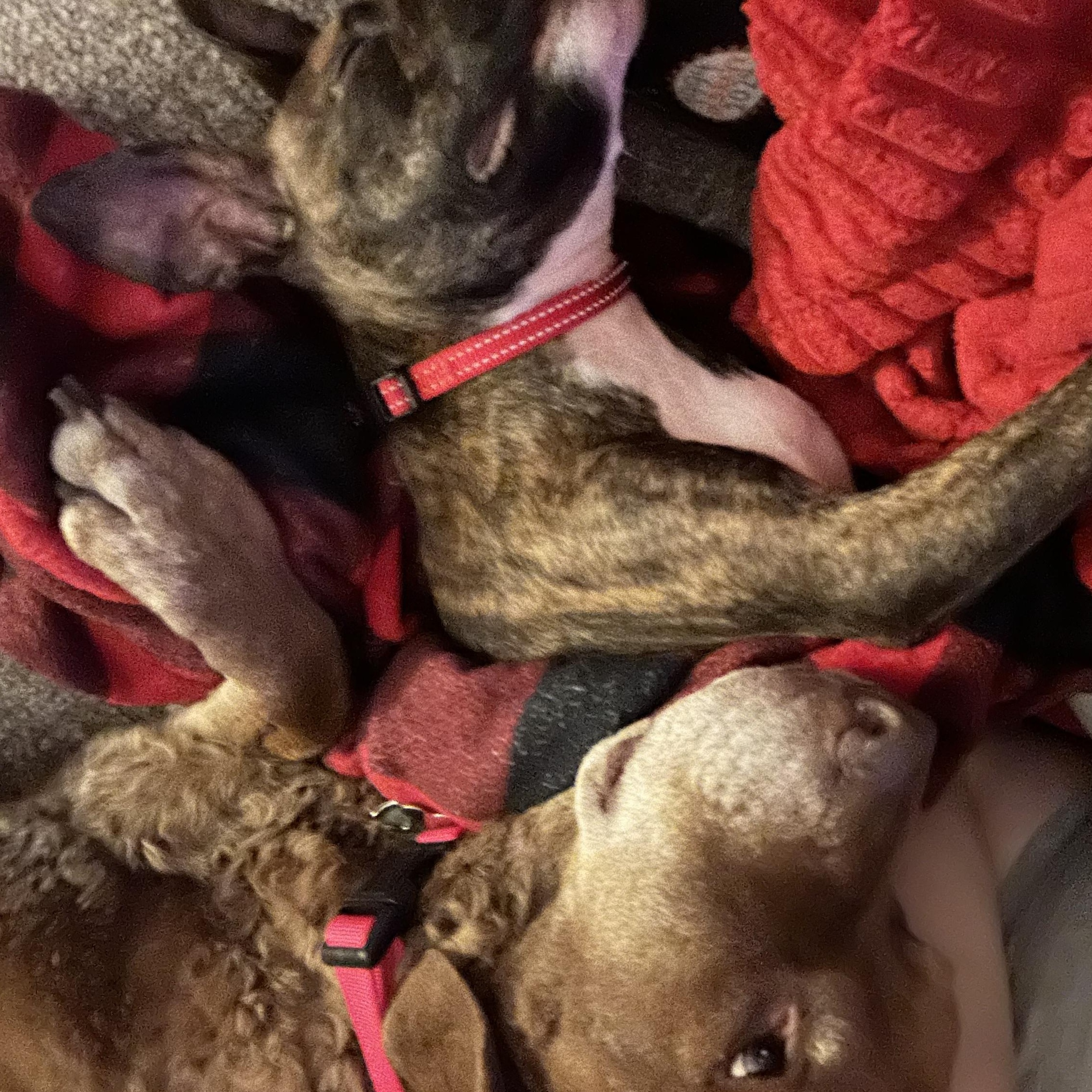 Enlarge Figgy, a ADOPTABLE mixed breed in Warrenville, IL image 6/6