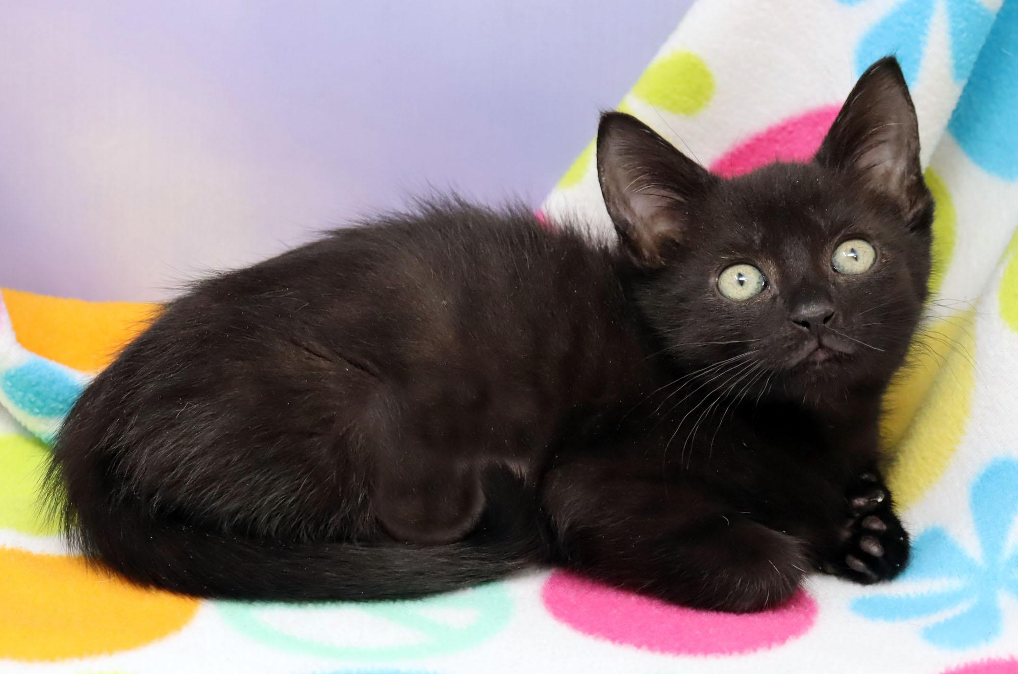 Enlarge Cheetah, an adopted mixed breed in Tierra Verde, FL image 2/2