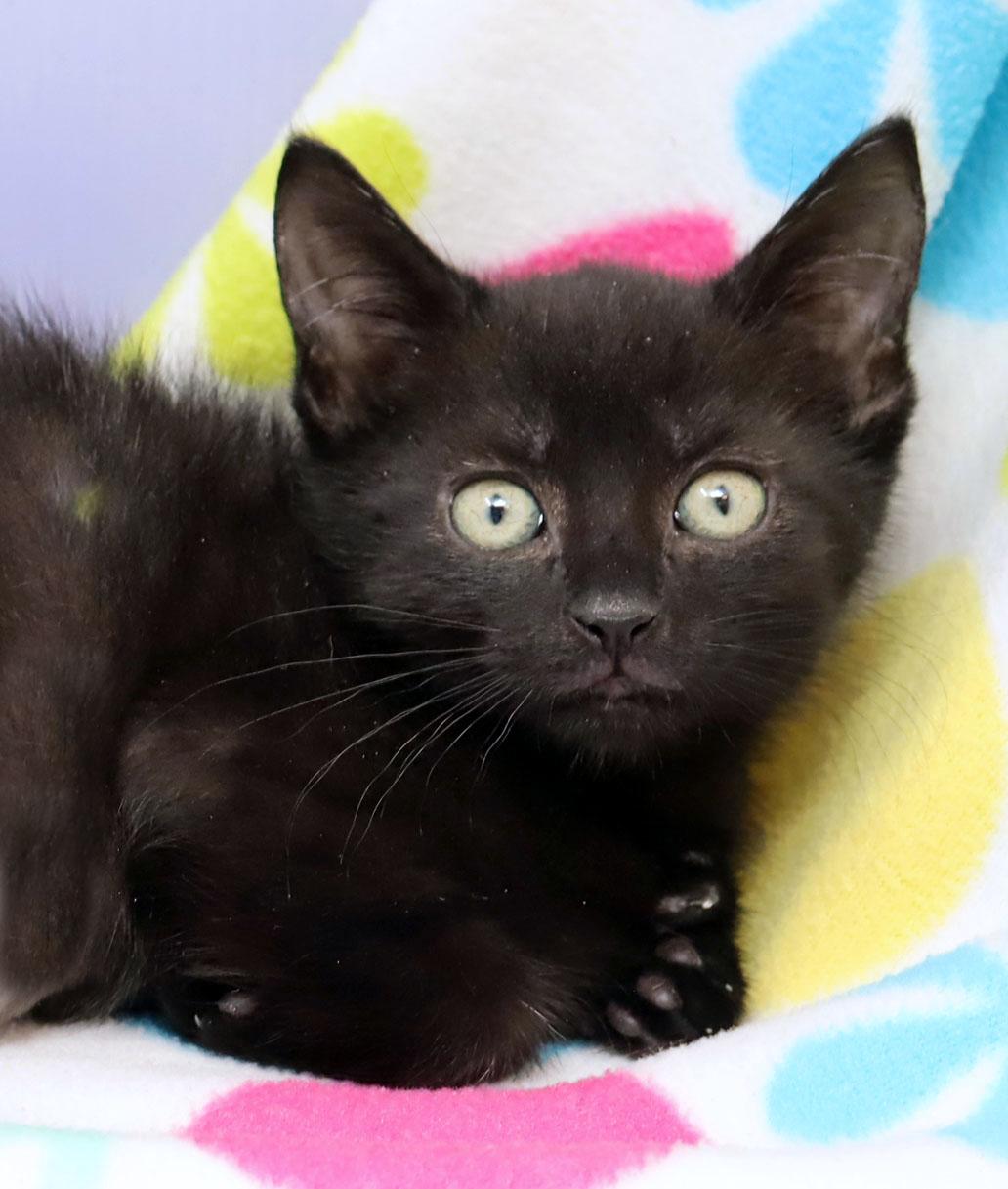 Cheetah, adopted, Kitten Male Domestic Short Hair & Extra-Toes Cat / Hemingway Polydactyl.