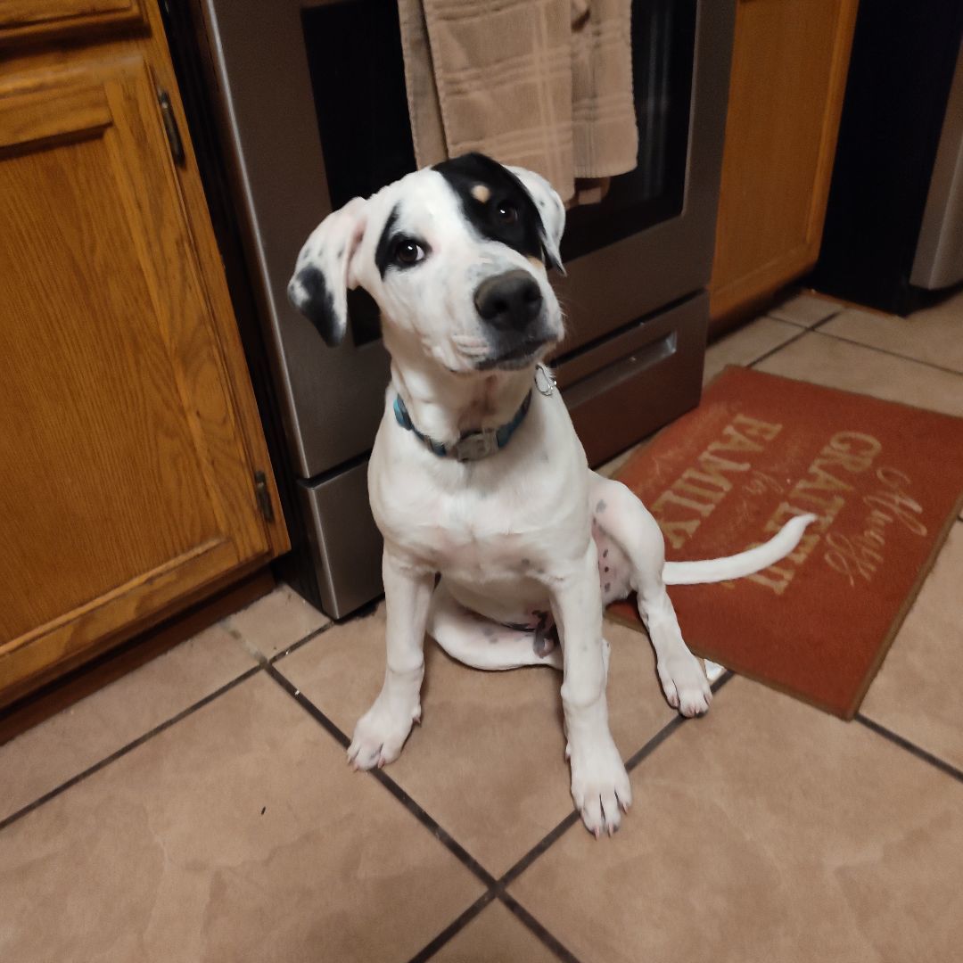 Petey, Adopted, Puppy Male Mixed Breed.