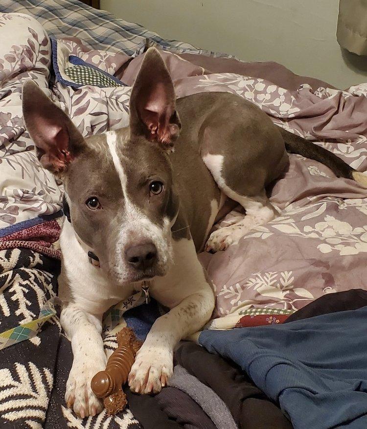 Dicey, a Adoptable mixed breed in Minneapolis, MN image 6/6