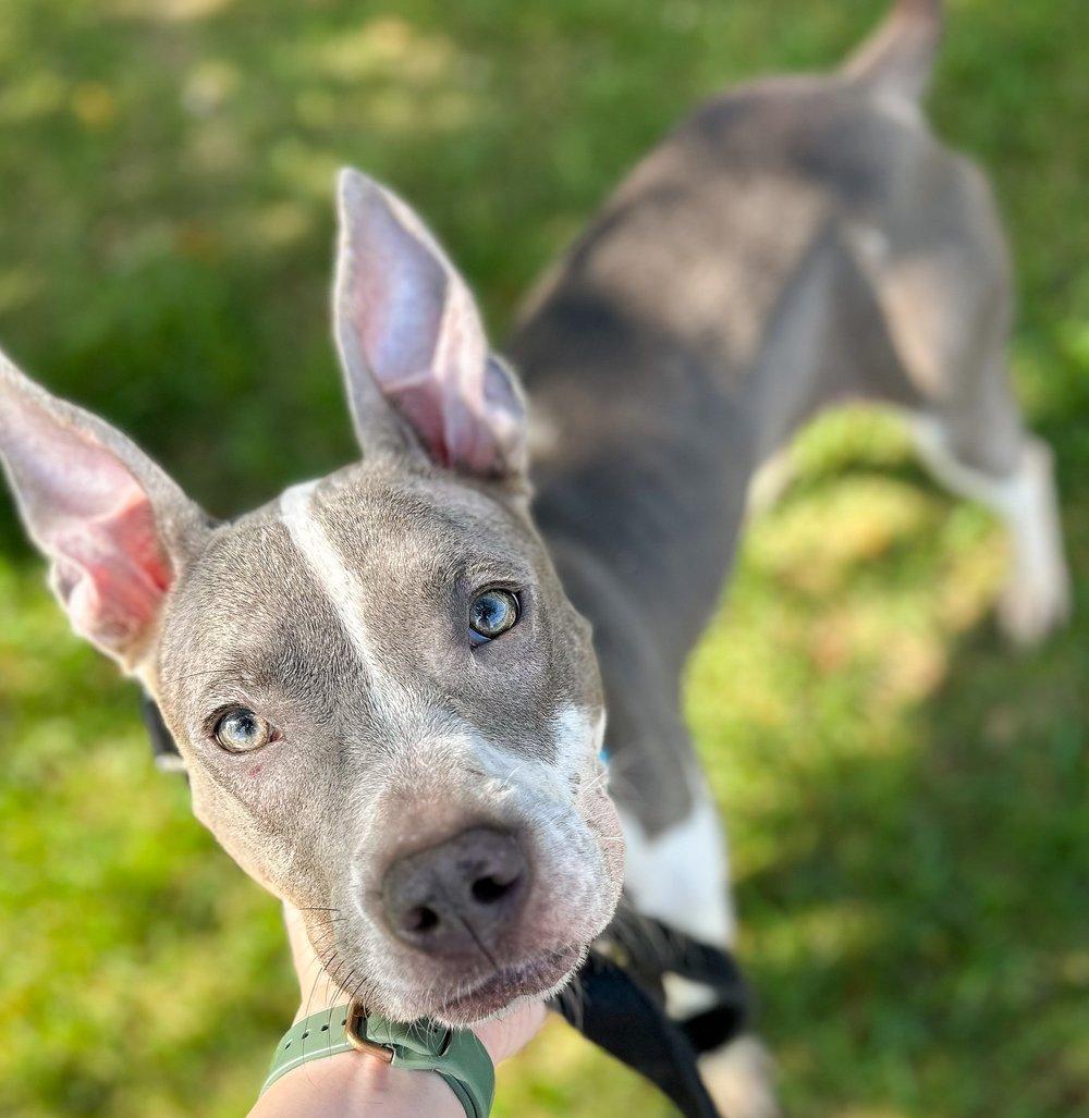 Dicey, a Adoptable mixed breed in Minneapolis, MN image 5/6