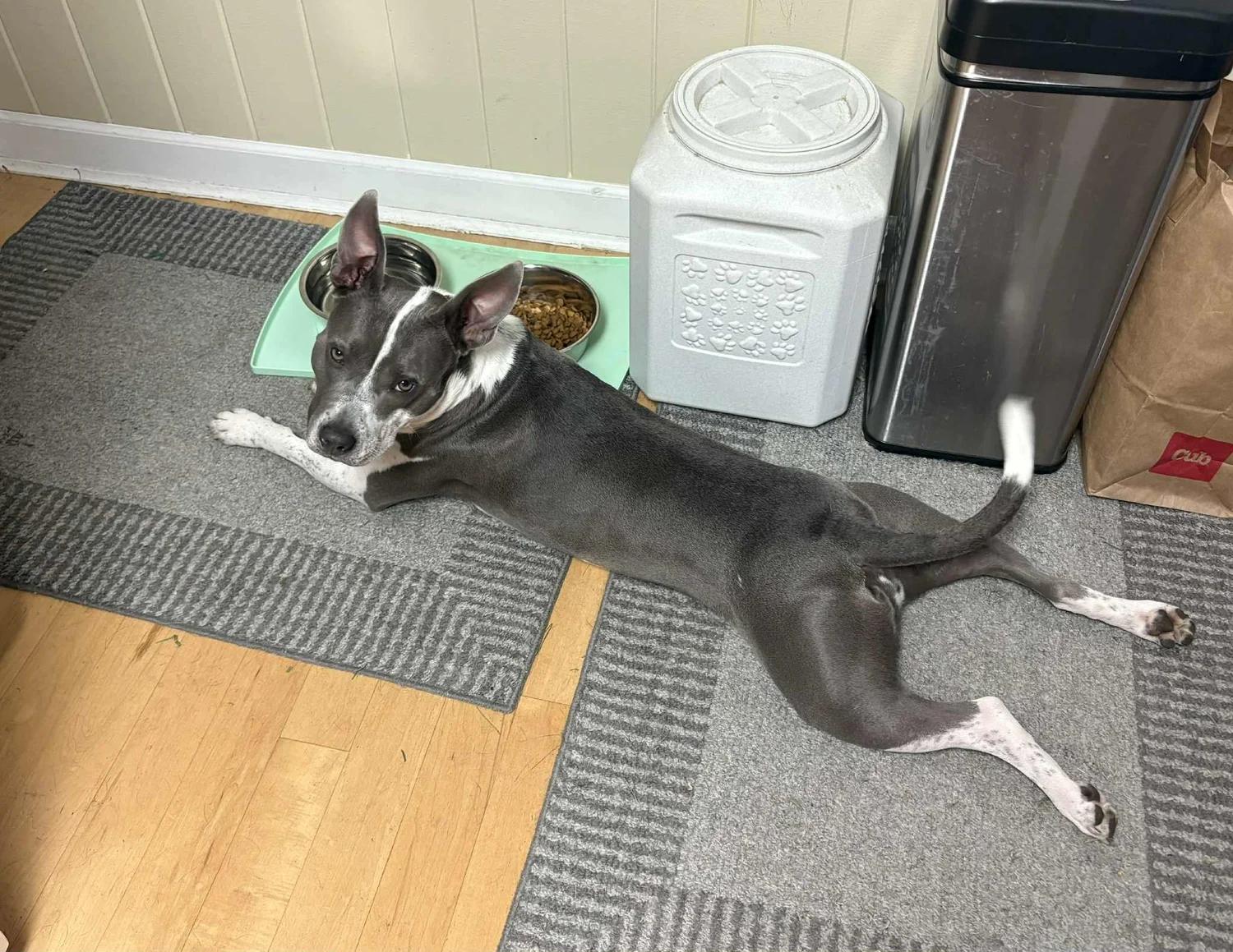 Dicey, Adoptable, Young Female Pit Bull Terrier.