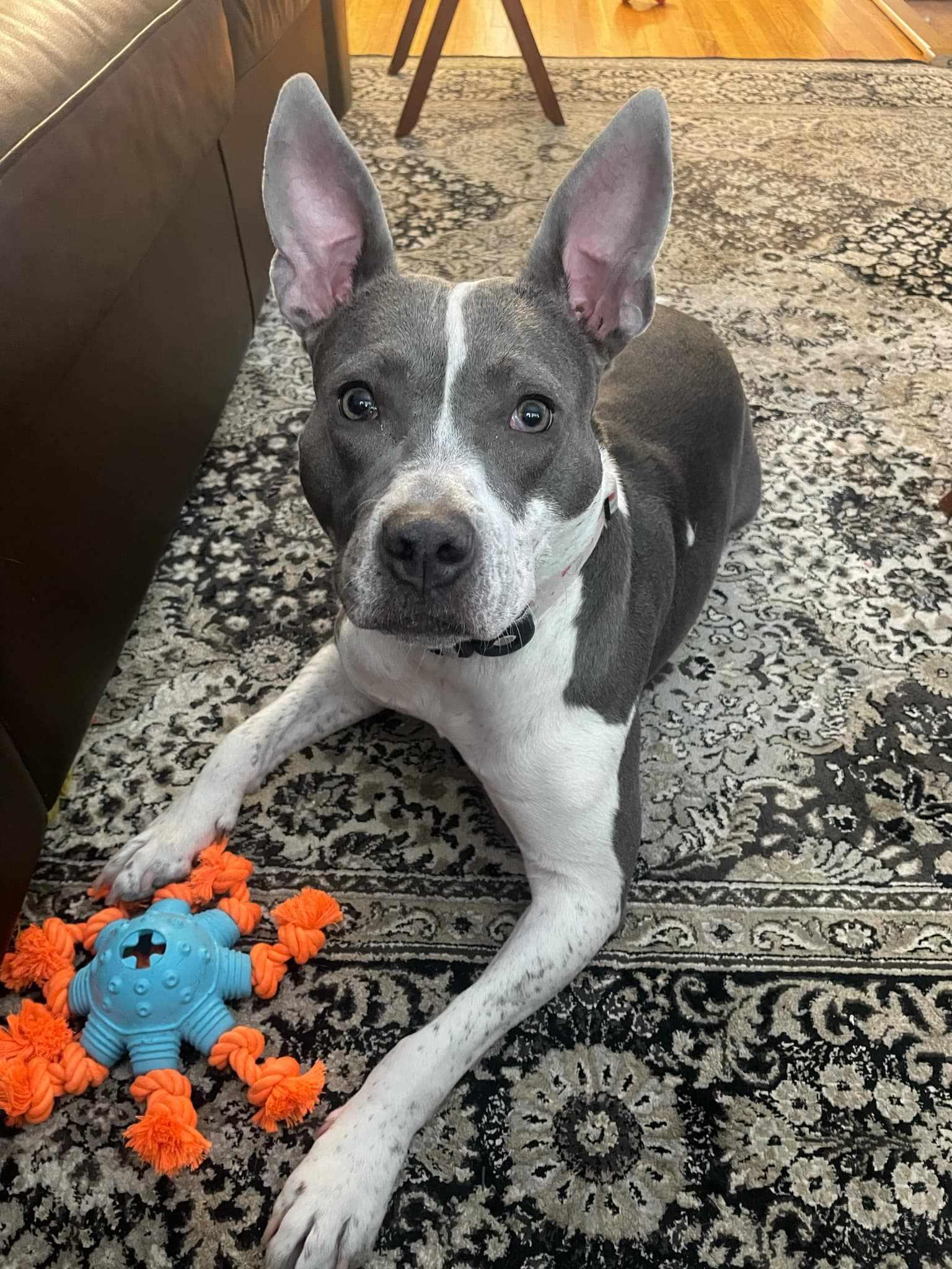 Dicey, a Adoptable mixed breed in Minneapolis, MN image 4/6