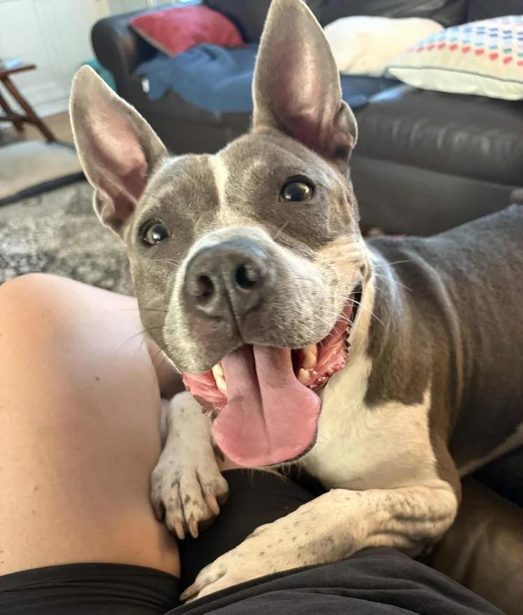 Dicey, an adoptable Pit Bull Terrier in Minneapolis, MN, 55430 | Photo Image 2