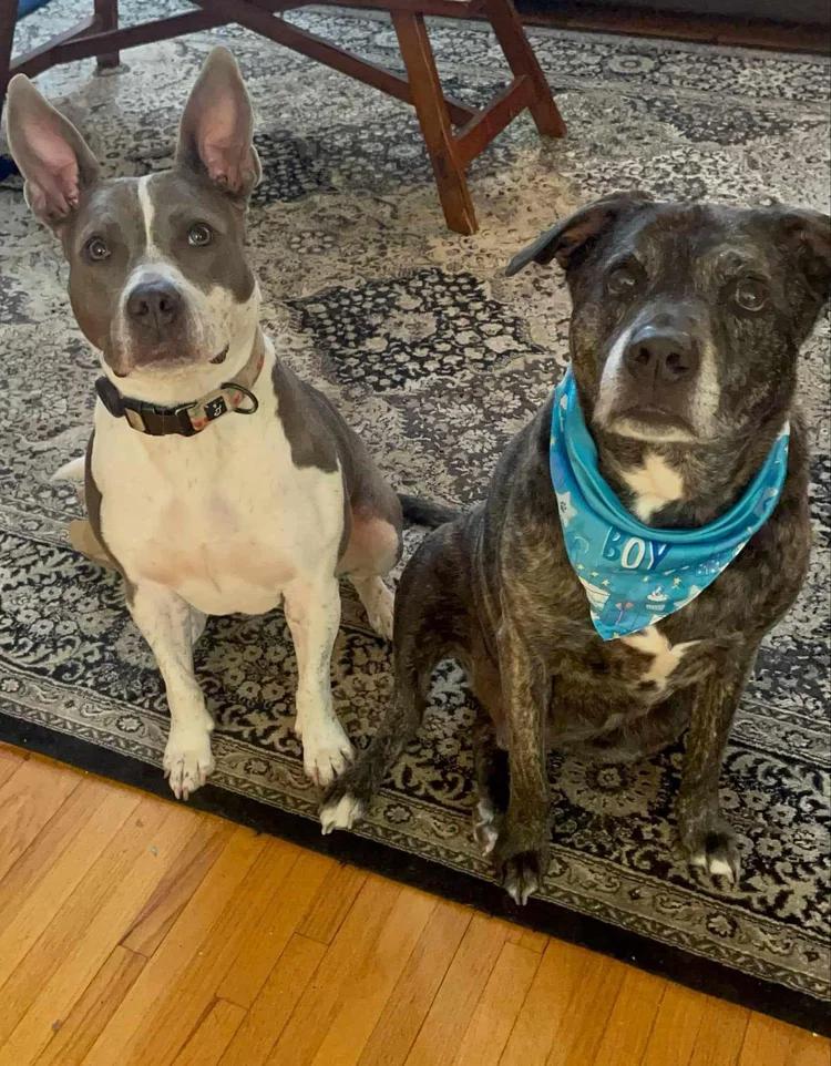 Dicey, a Adoptable mixed breed in Minneapolis, MN image 3/6