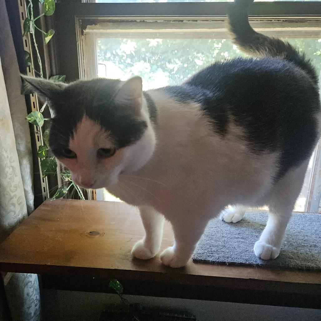 Petal, Adoptable, Adult Female Domestic Short Hair.