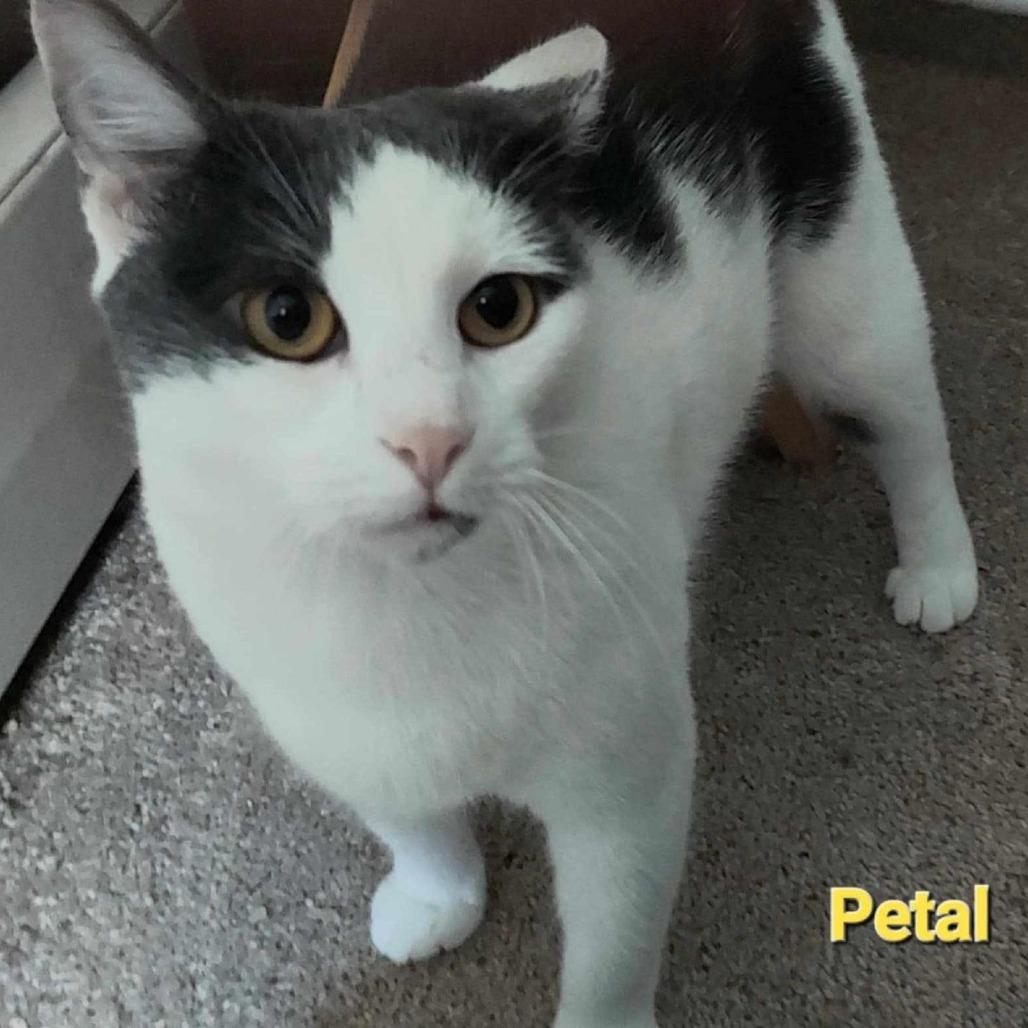 Enlarge Petal, a Adoptable Domestic Short Hair in Ringtown, PA image 2/3