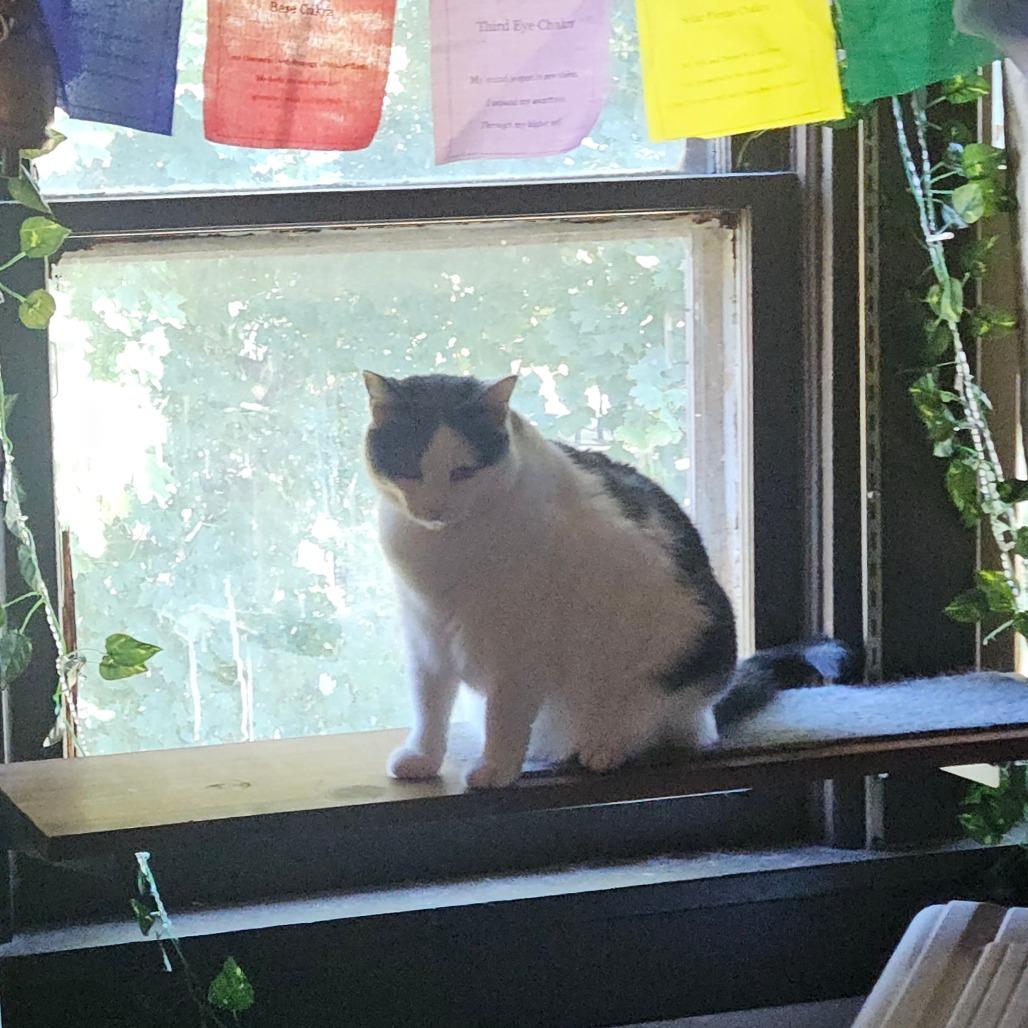 Enlarge Petal, a Adoptable Domestic Short Hair in Ringtown, PA image 3/3