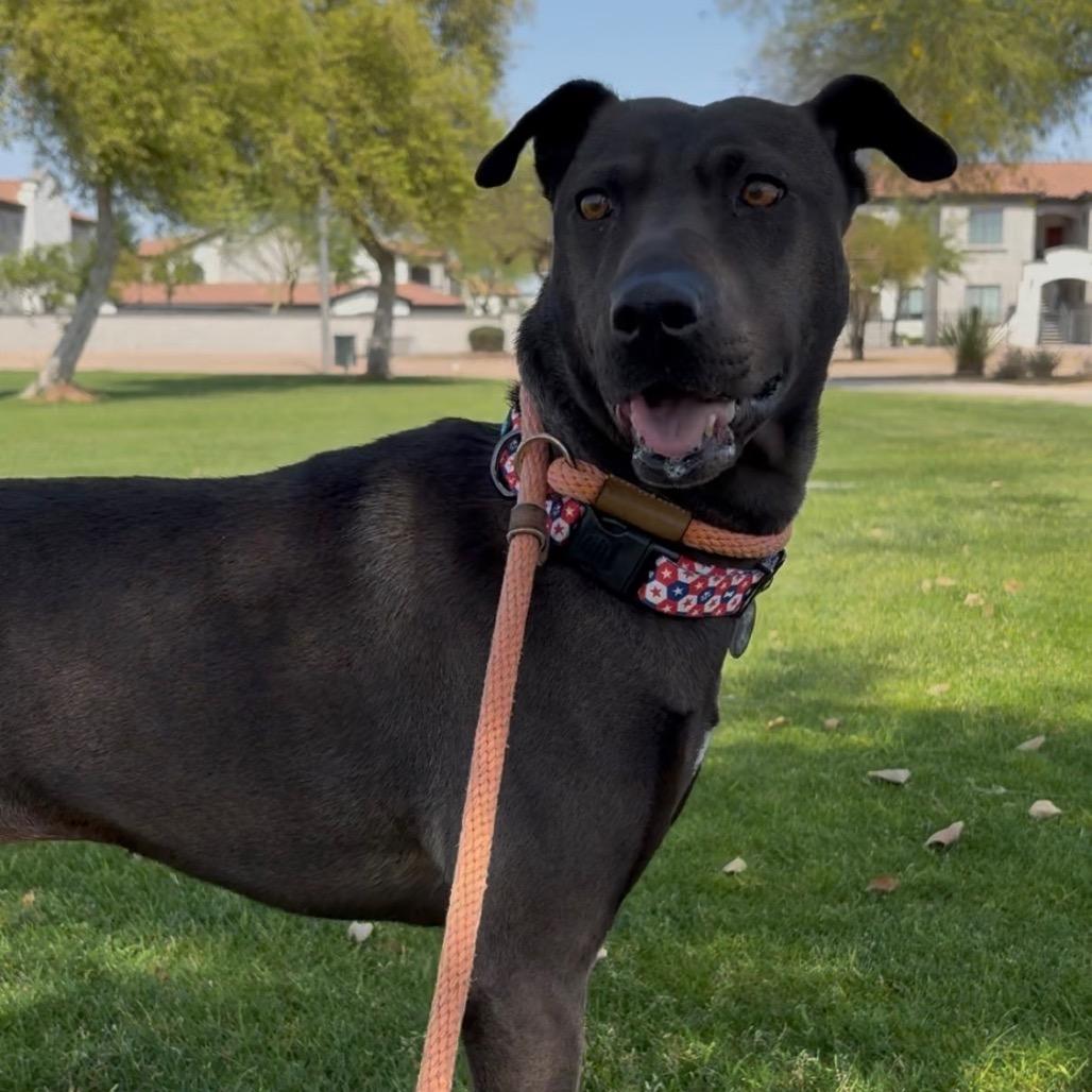 Enlarge Lia, a Adoptable mixed breed in Phoenix, AZ image 3/6
