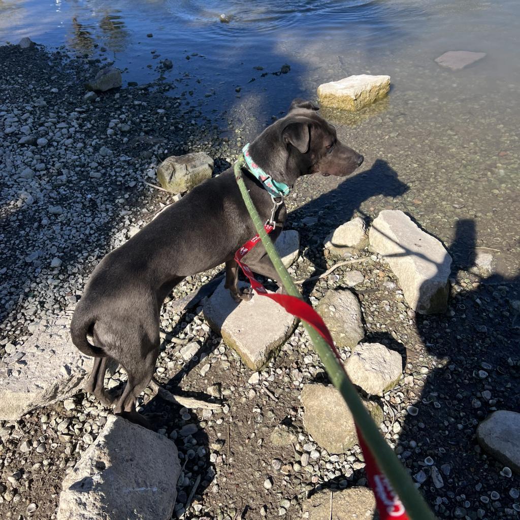 Enlarge Lia, a Adoptable mixed breed in Phoenix, AZ image 4/6