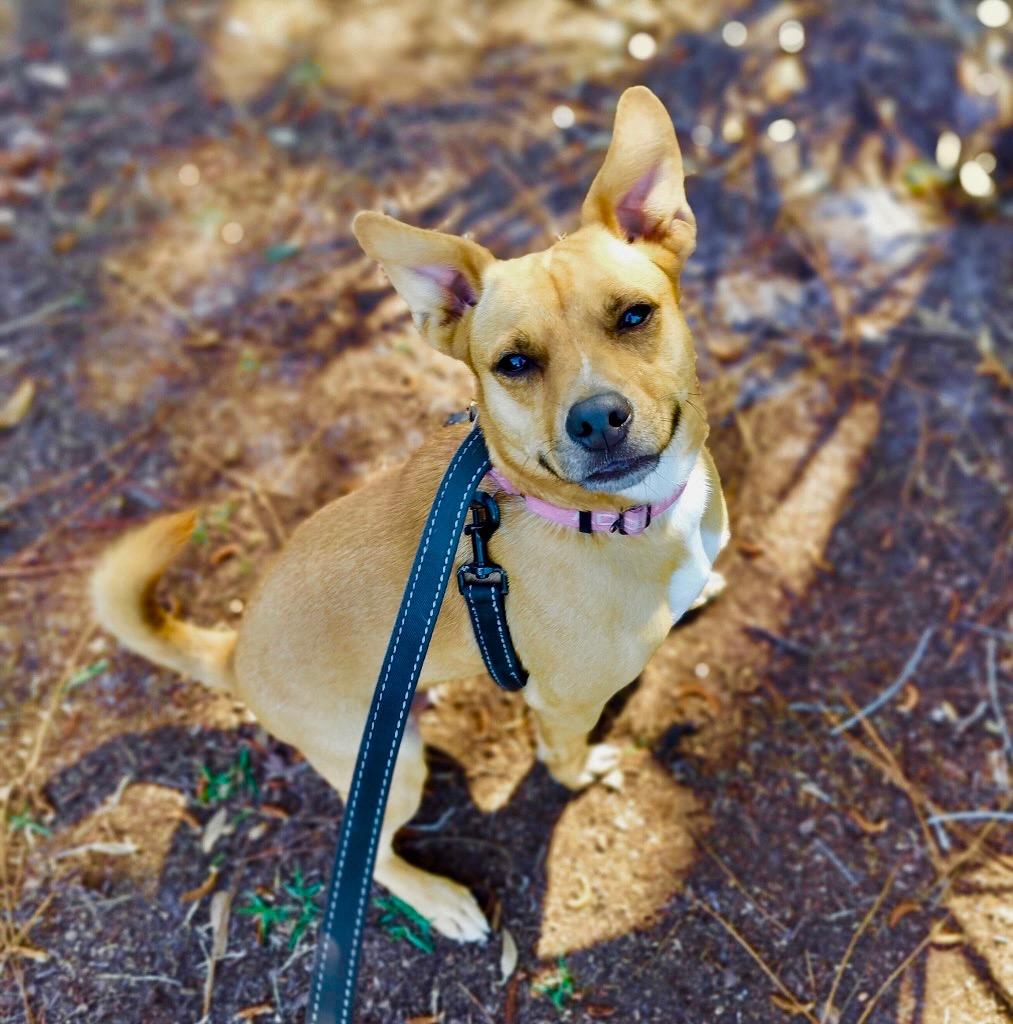 Jetania, Adoptable, Young Female Carolina Dog & Basenji.