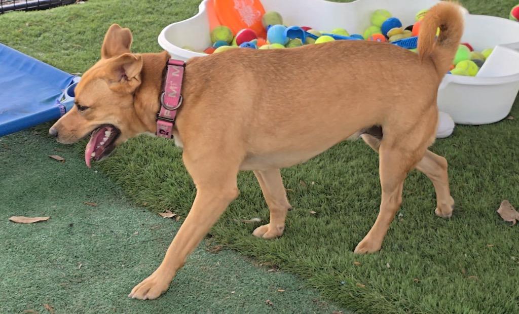 Enlarge Jetania, a Adoptable mixed breed in Fort Myers, FL image 2/5