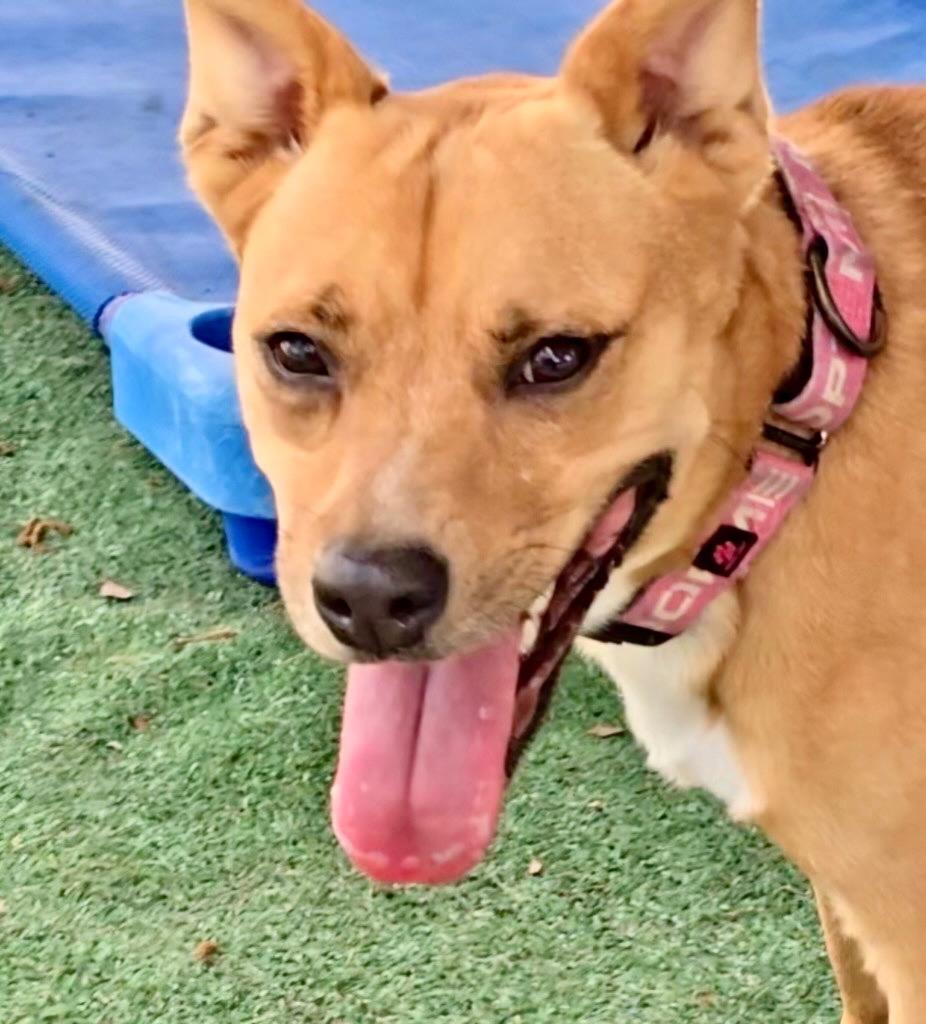 Enlarge Jetania, a Adoptable mixed breed in Fort Myers, FL image 3/5