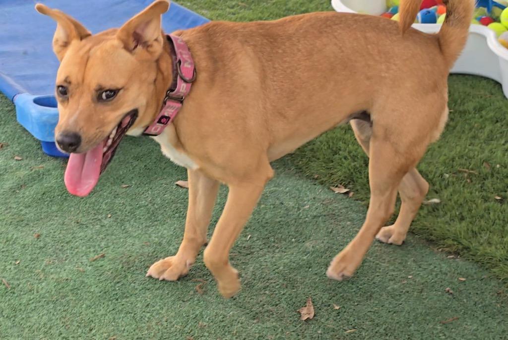 Enlarge Jetania, a Adoptable mixed breed in Fort Myers, FL image 4/5