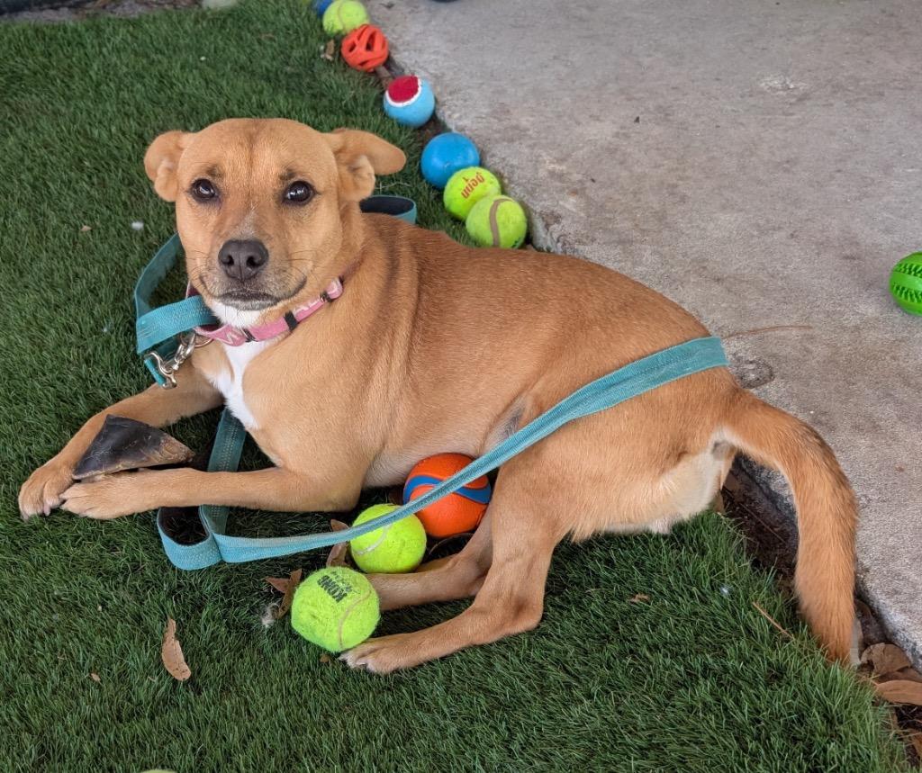 Enlarge Jetania, a Adoptable mixed breed in Fort Myers, FL image 5/5