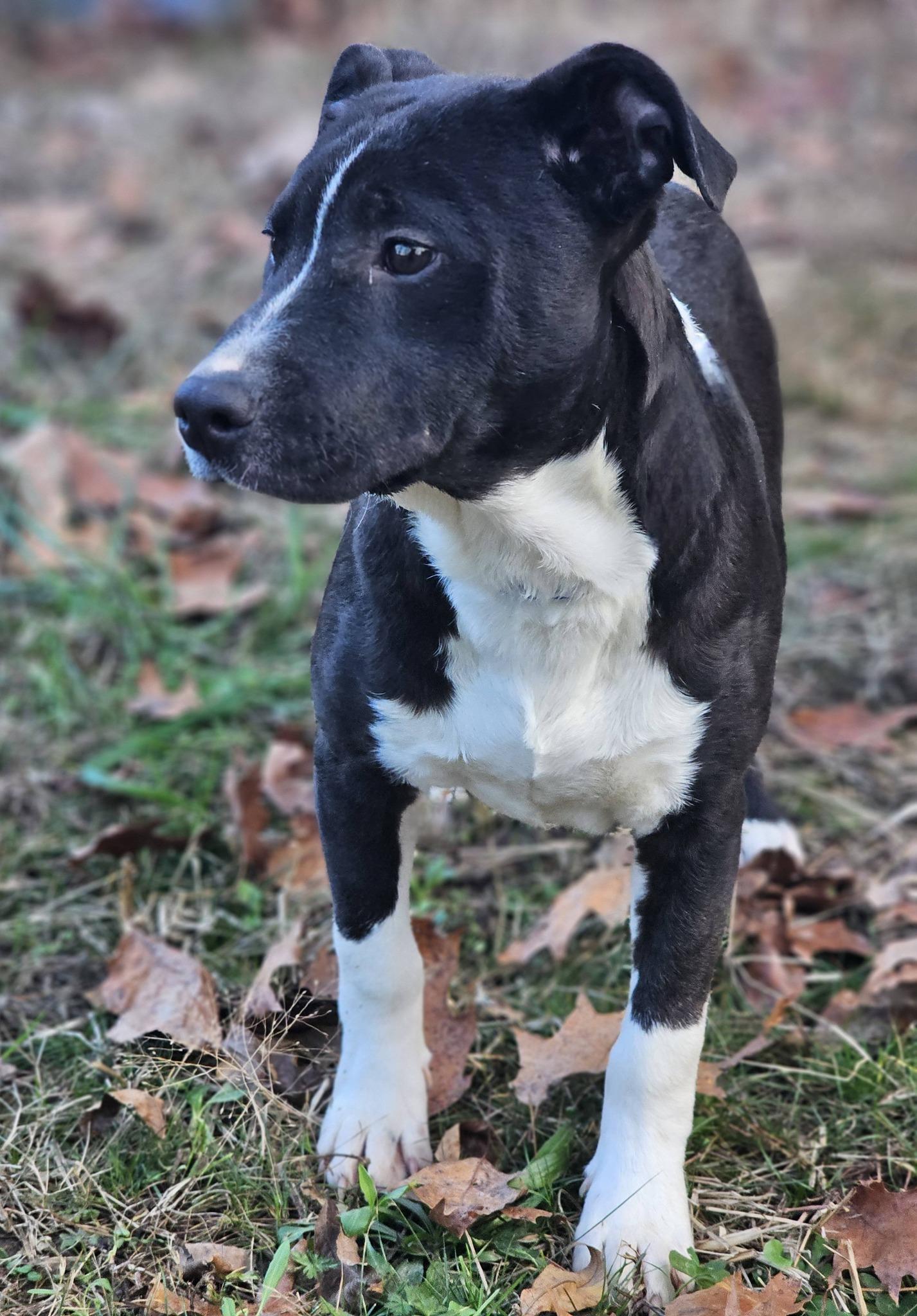 Daxton, a ADOPTABLE Bulldog in Fort Payne, AL image 1/5