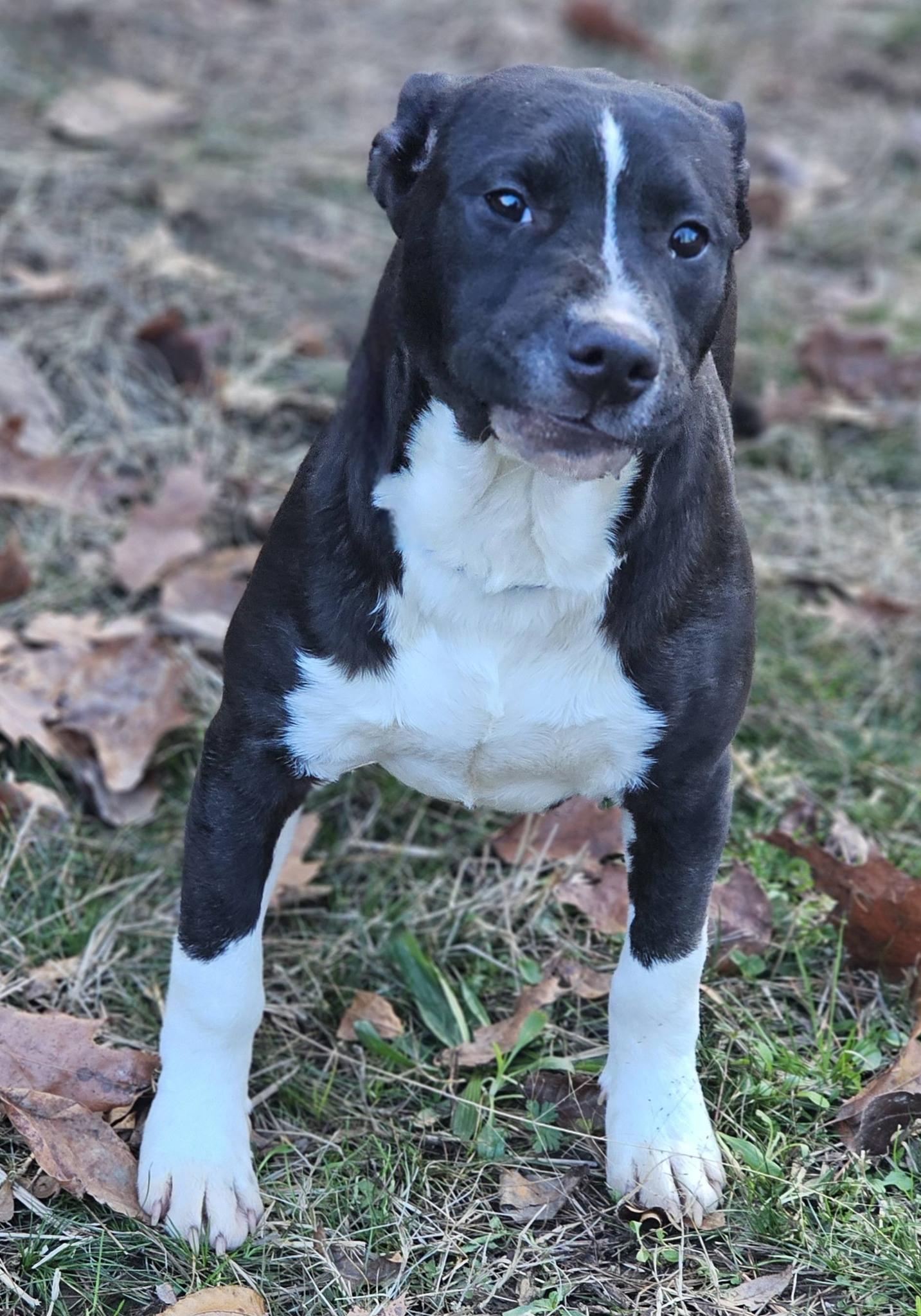 Daxton, a ADOPTABLE Bulldog in Fort Payne, AL image 2/5