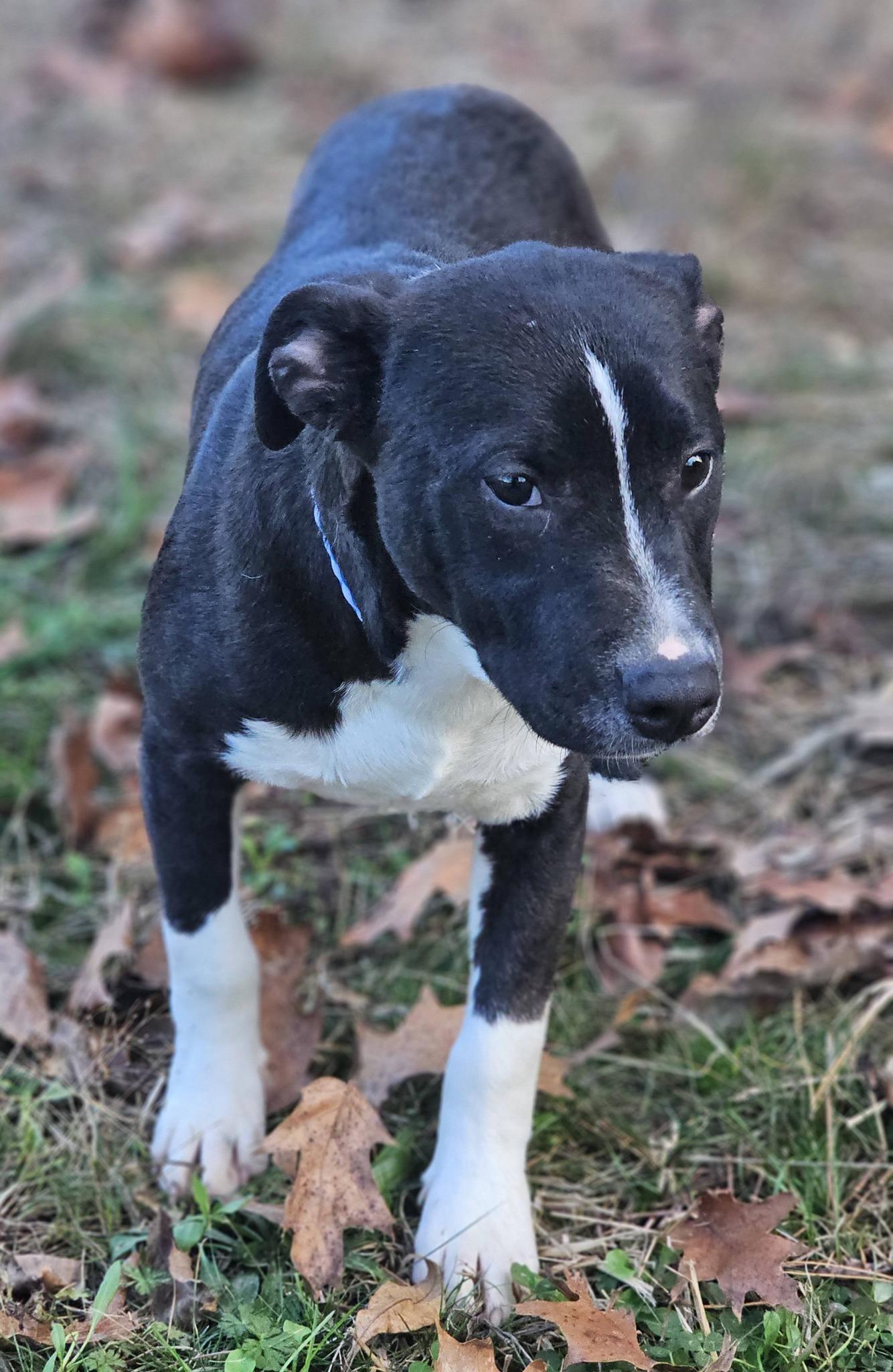 Daxton, a ADOPTABLE Bulldog in Fort Payne, AL image 5/5