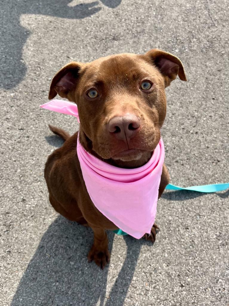 Enlarge Kesher, a Adoptable mixed breed in Tulsa, OK image 1/6