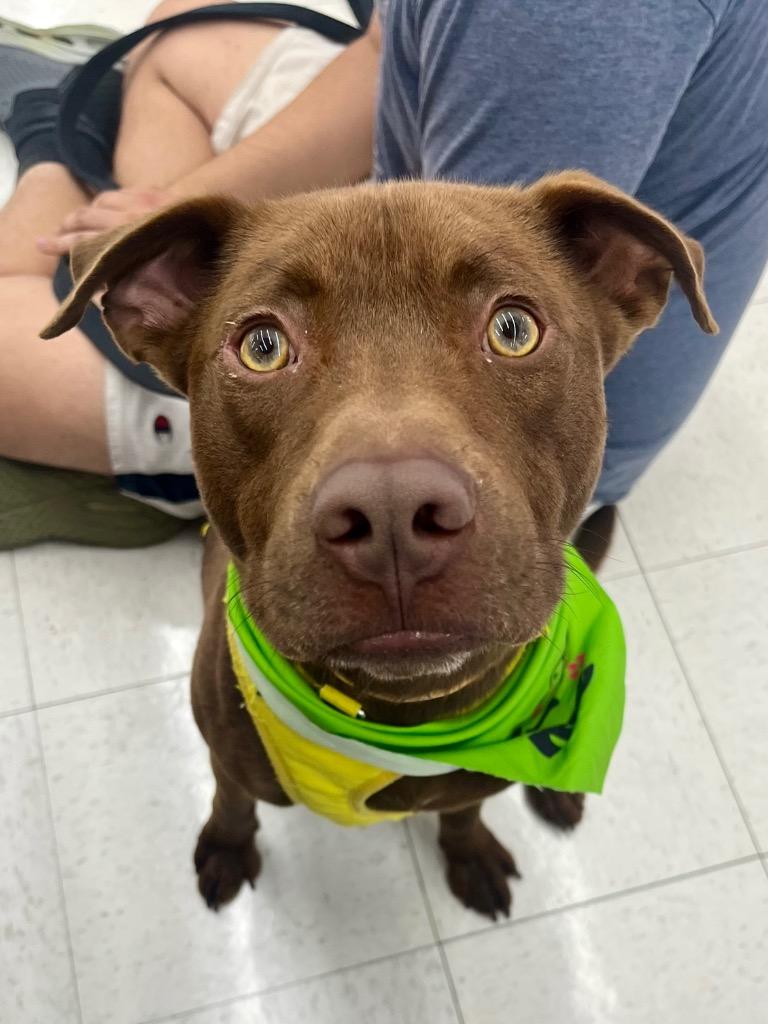 Enlarge Kesher, a Adoptable mixed breed in Tulsa, OK image 1/6