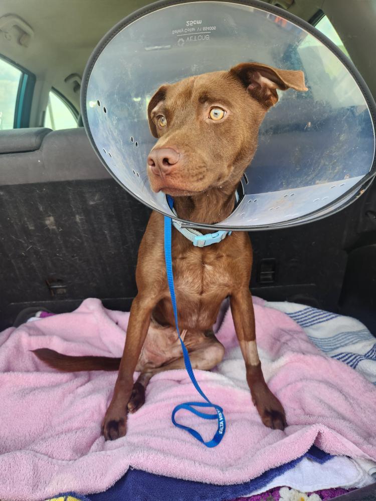 Enlarge Kesher, a Adoptable mixed breed in Tulsa, OK image 1/6