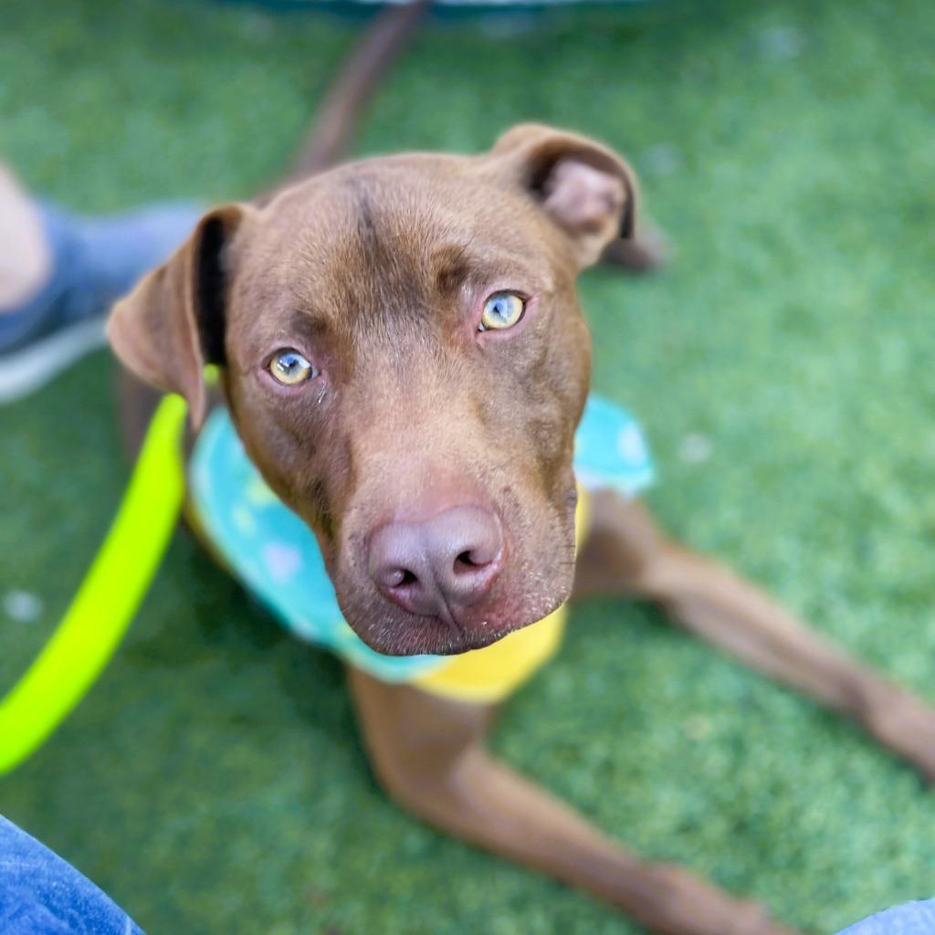Enlarge Kesher, a Adoptable mixed breed in Tulsa, OK image 5/6