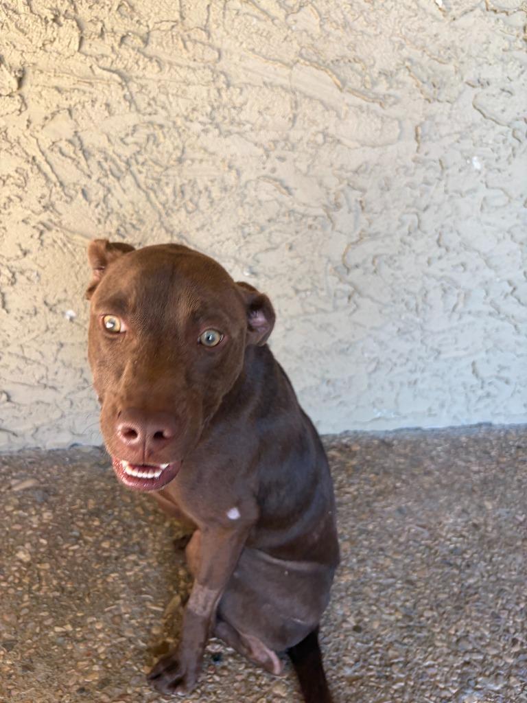 Enlarge Kesher, a Adoptable mixed breed in Tulsa, OK image 2/6