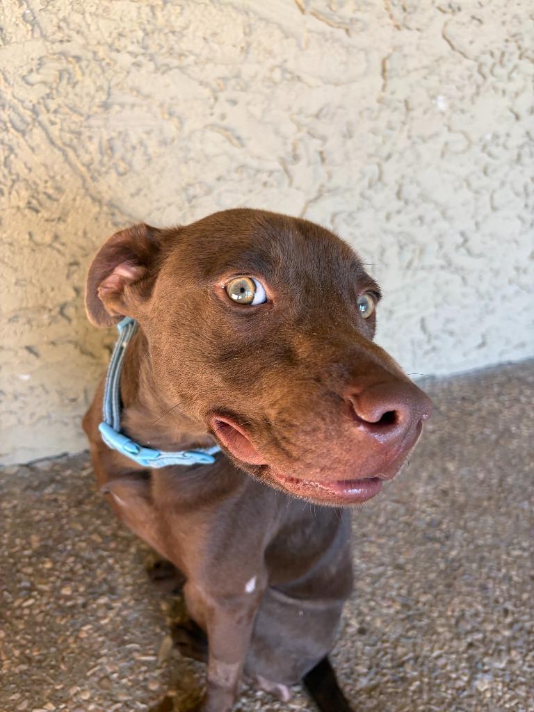 Enlarge Kesher, a Adoptable mixed breed in Tulsa, OK image 4/6