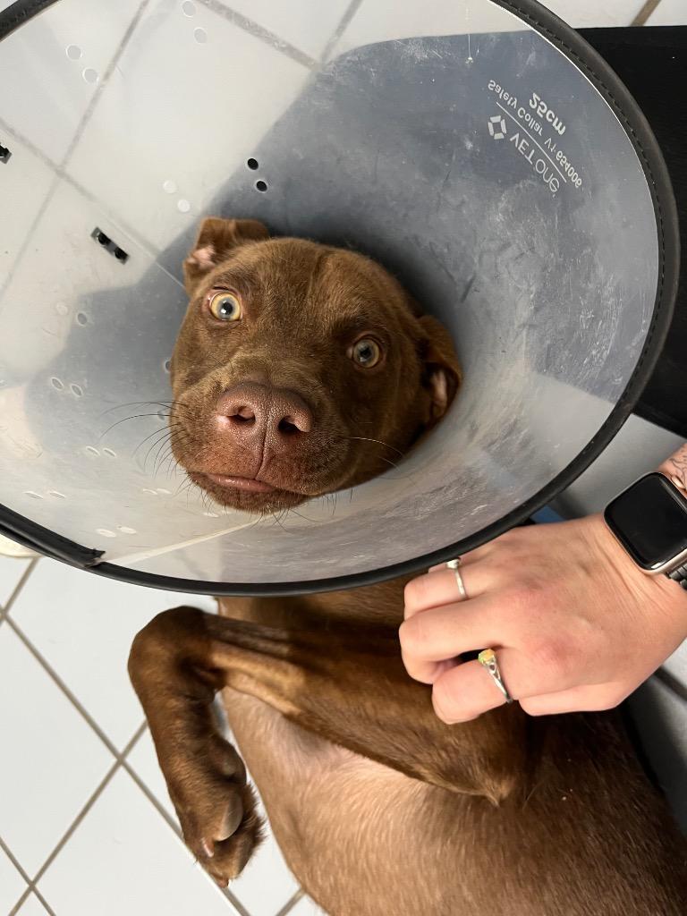 Enlarge Kesher, a Adoptable mixed breed in Tulsa, OK image 3/6