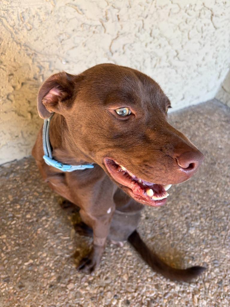 Enlarge Kesher, a Adoptable mixed breed in Tulsa, OK image 6/6