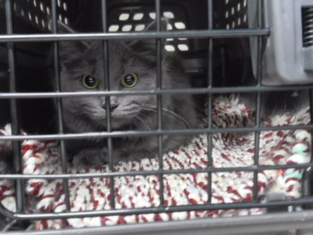 SALT, Adoptable, Young Female Domestic Short Hair & Domestic Short Hair.