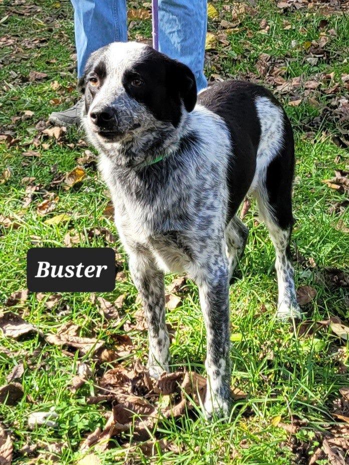Enlarge Buster, a Adoptable Australian Cattle Dog / Blue Heeler in Buffalo, MO image 1/3